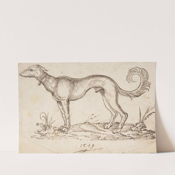 A Greyhound in Profile Facing Left by Virgil Solis