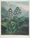 A Group Of Auriculas.