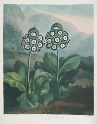 A Group Of Auriculas.