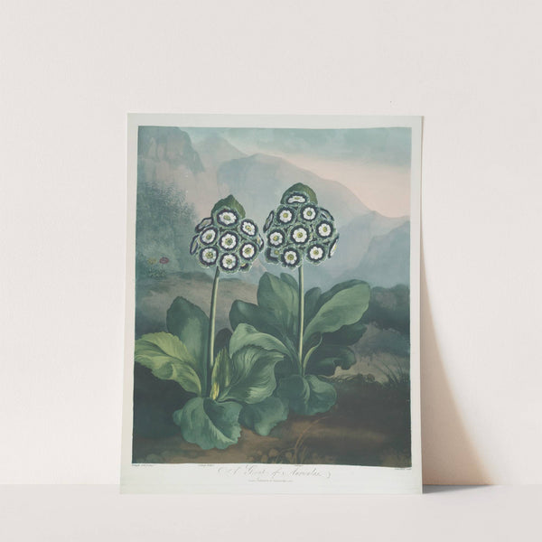 A Group Of Auriculas. by Robert John Thornton