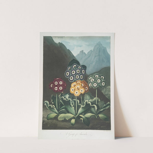 A Group Of Auriculas by Robert John Thornton