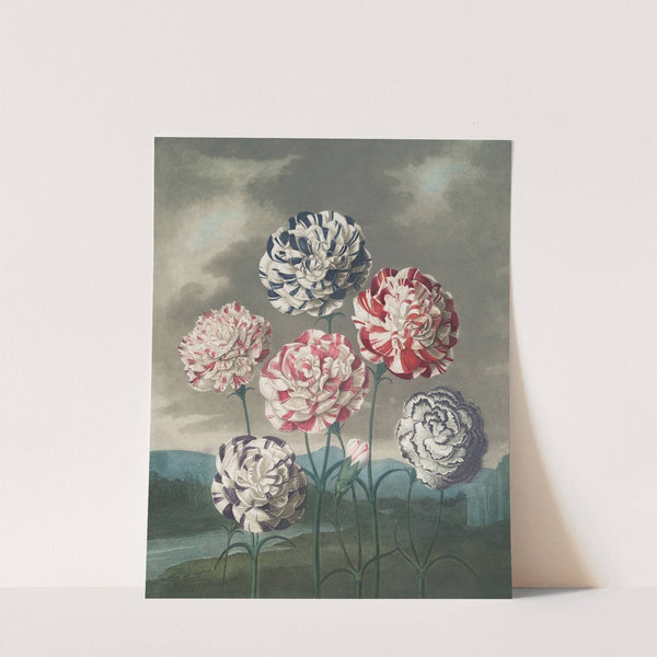 A group of carnations by Robert John Thornton