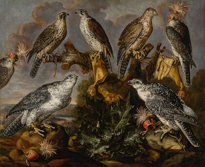 A group of seven Lanner and Peregrine or Gyrfalcons — size preview