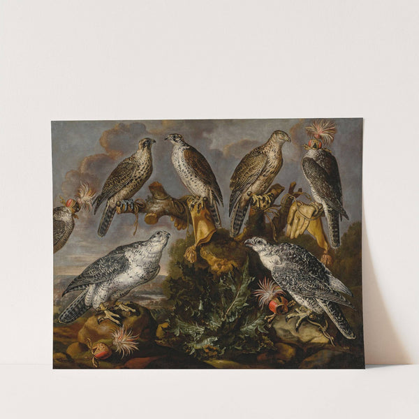 A group of seven Lanner and Peregrine or Gyrfalcons by Carstian Luyckx