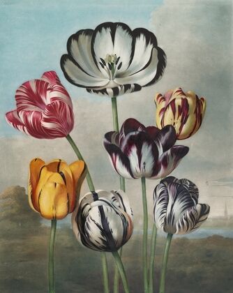 A group of tulips