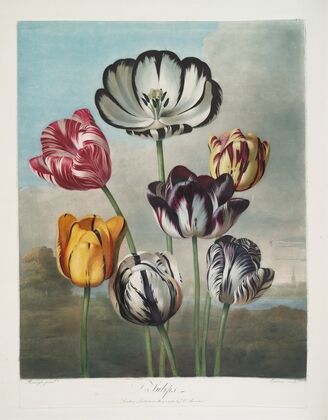 A Group Of Tulips.