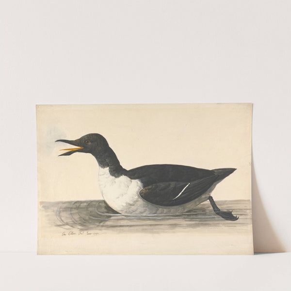 A Guillemot, June 1742 (1742) by Charles Collins