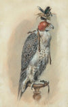 A Gyrfalcon, hooded (1871)