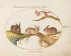 A Hare, ‘Jackalope,’ a Rabbit, and a Spotted Squirrel (1575-1590)