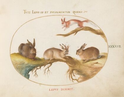 A Hare, ‘Jackalope,’ a Rabbit, and a Spotted Squirrel (1575-1590)