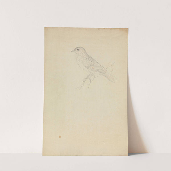 A Hedge Sparrow by James Sowerby