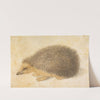 A Hedgehog (Erinaceus roumanicus) by Hans Hoffmann