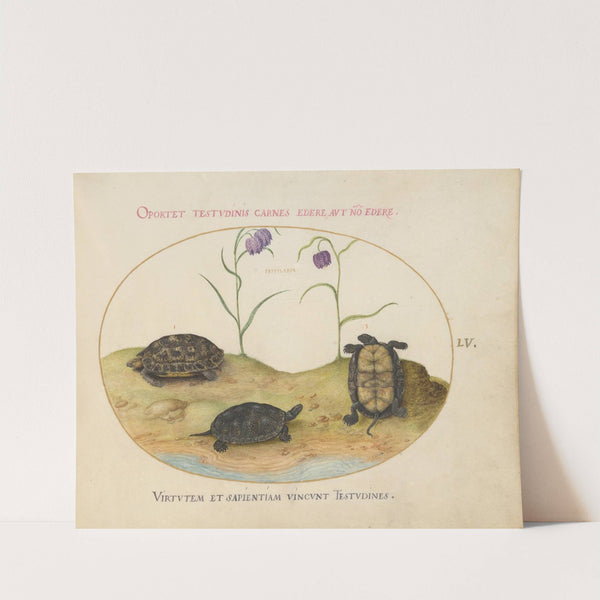 A Hermann’s or Greek Tortoise, Two European Pond Turtles, and Two Fritillaria (1575-1590) by Joris Hoefnagel