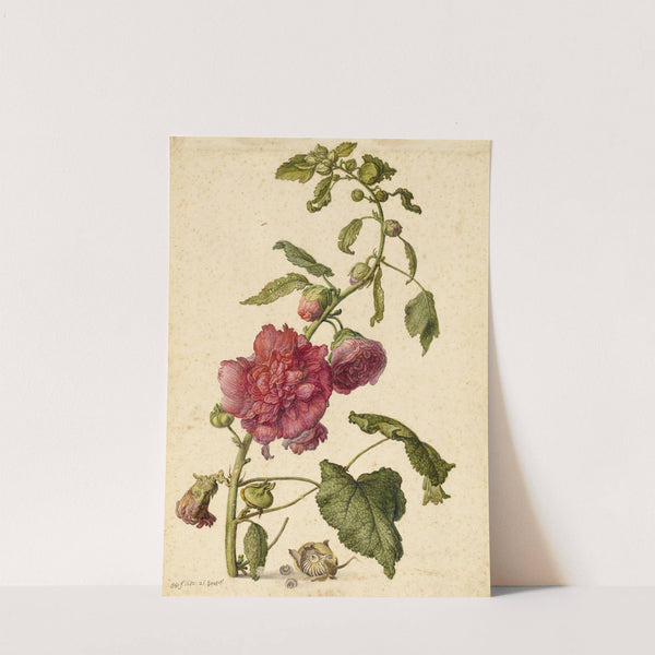 A Hollyhock by Herman Saftleven