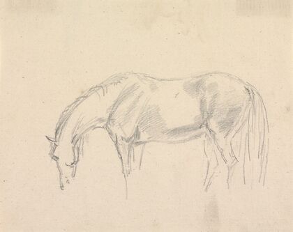 A Horse Grazing
