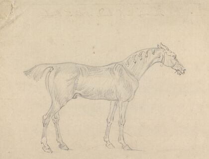 A Horse