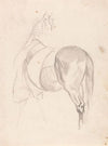 A Horse Standing, Head Turned, Wearing Quarter Sheet