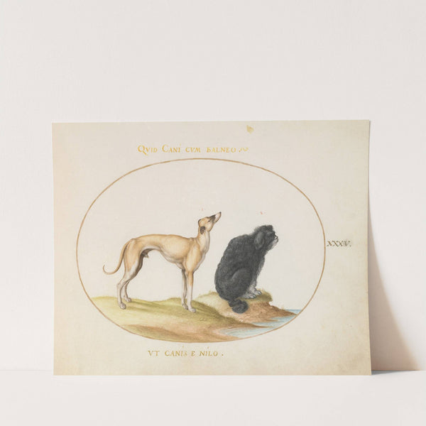 A Hound and a Water Spaniel (1575-1590) by Joris Hoefnagel