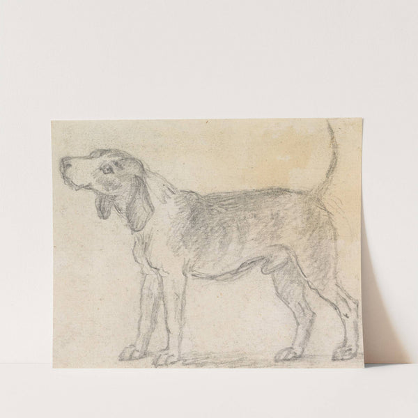 A Hound Facing Left by James Seymour