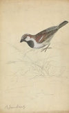 A House Sparrow