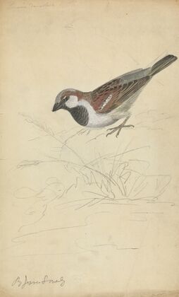 A House Sparrow