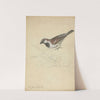 A House Sparrow by James Sowerby