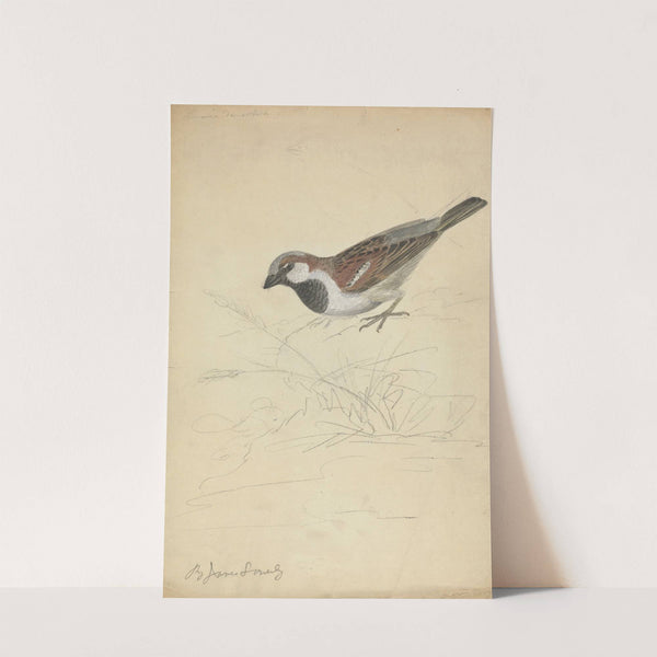 A House Sparrow by James Sowerby