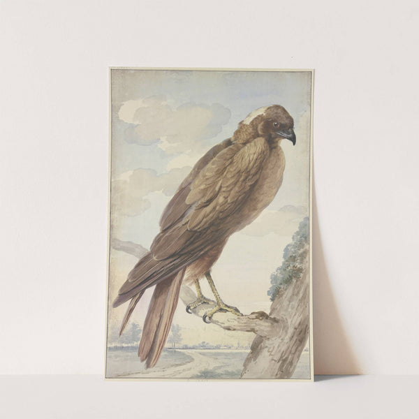 A kite (1755) by Aert Schouman