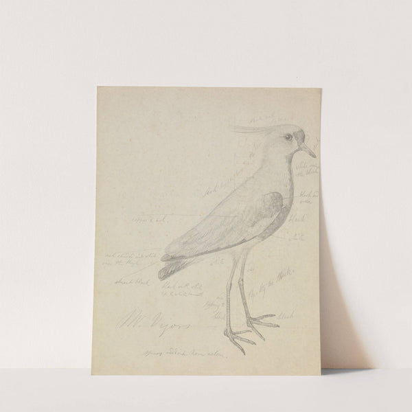 A Lapwing by James Sowerby