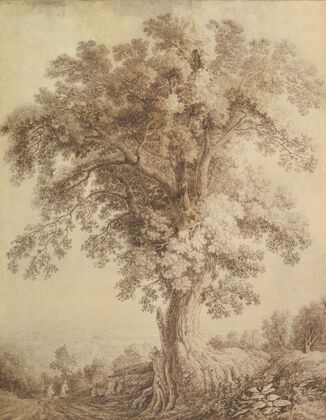 A Large Tree at Albano