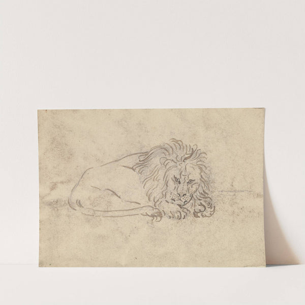 A Lion by James Sowerby