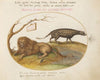A Lion and a Civet Cat (1575-1590)