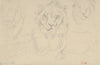 A Lion, Full Face (1841)
