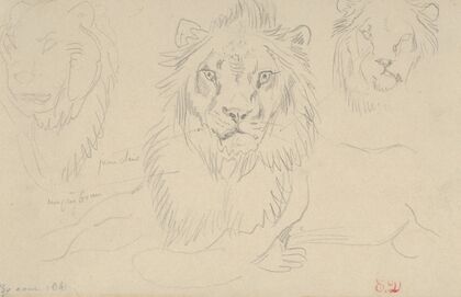 A Lion, Full Face (1841)