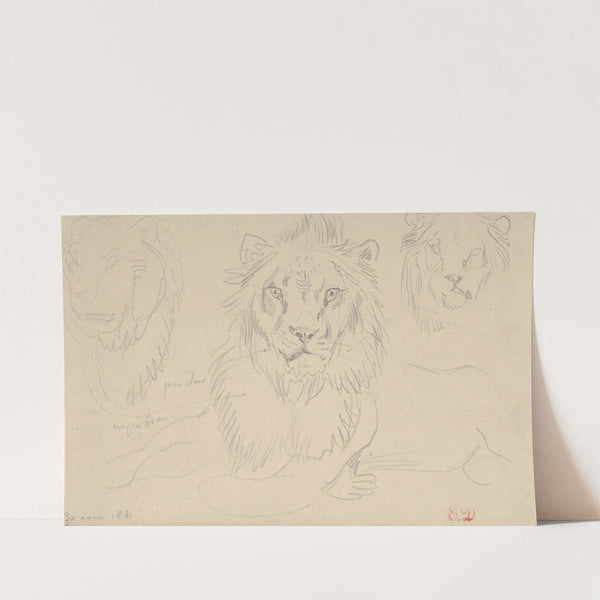 A Lion, Full Face (1841) by Eugène Delacroix