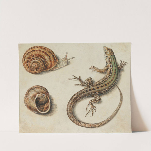 A lizard with a snail and a snail shell by Giovanna Garzoni