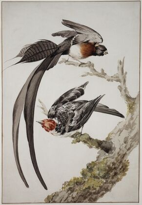 A Long-Tailed Paradise Whydah (Vidua paradisaea) and a Red-Cowled Cardinal (Paroaria dominicana)