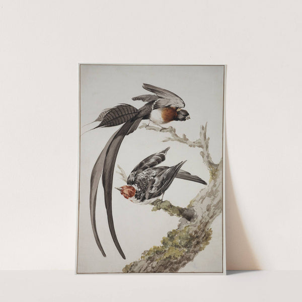 A Long-Tailed Paradise Whydah (Vidua paradisaea) and a Red-Cowled Cardinal (Paroaria dominicana) by Aert Schouman