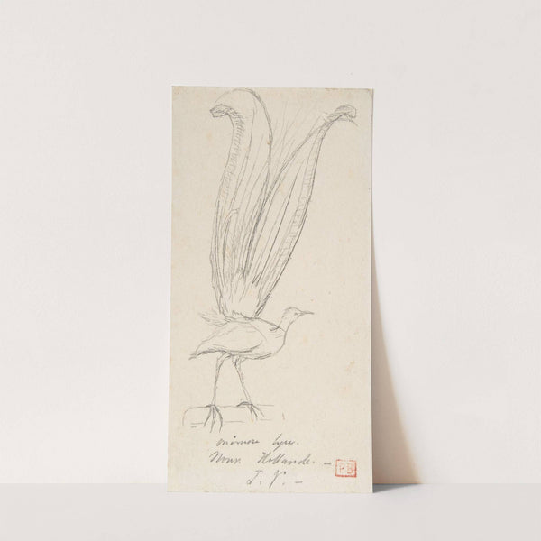 A Lyre Bird (ca. 1846–55) by Charles Meryon