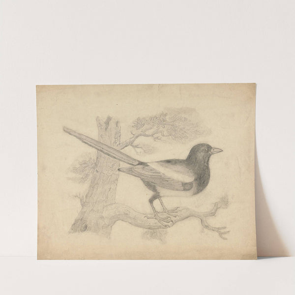 A Magpie in a Tree by James Sowerby