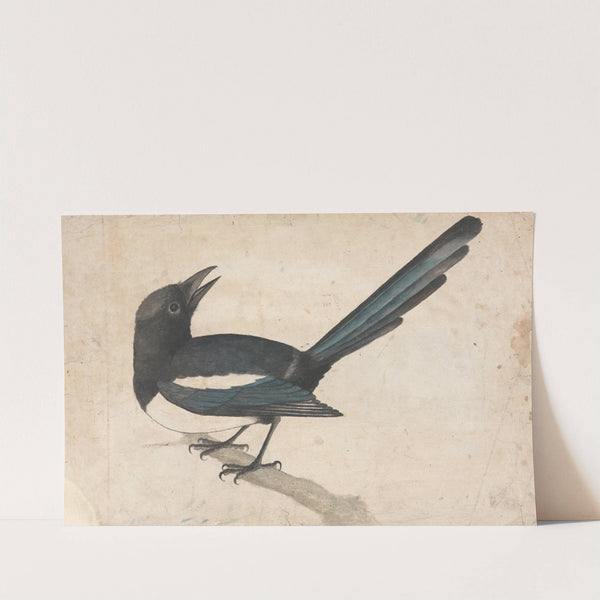 A Magpie by John Bewick