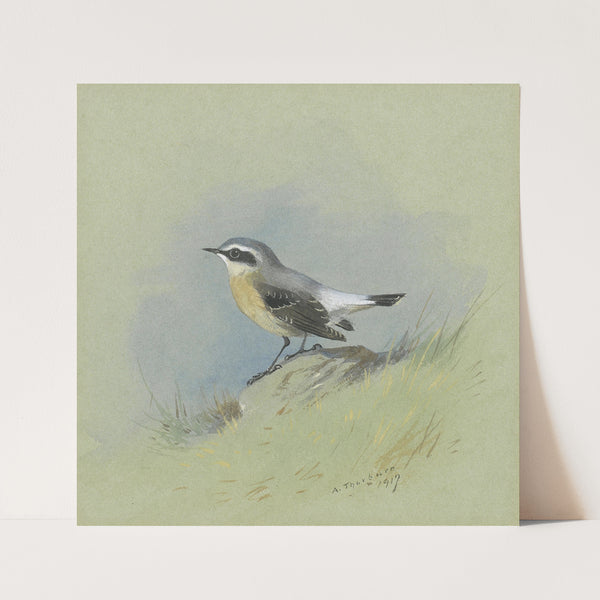 A Male Wheatear by Archibald Thorburn