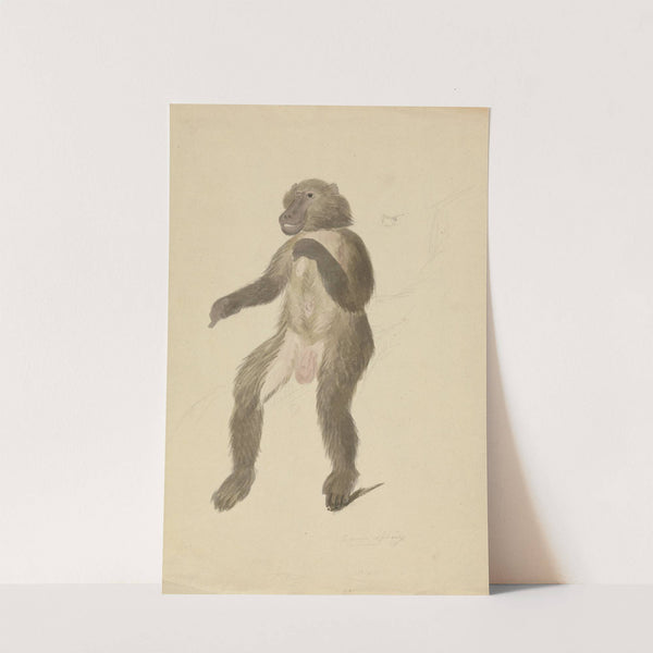 A mandrill by James Sowerby