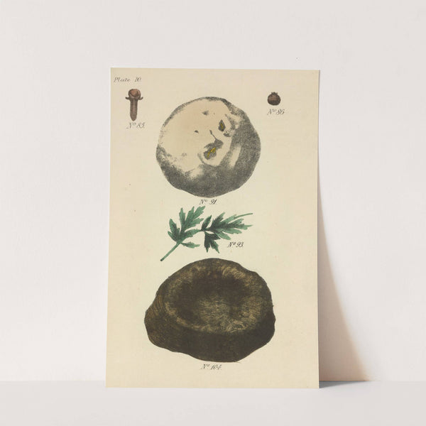 A Manual of Vegetable Materia Medica Pl.01 by George Sampson Valentine Wills