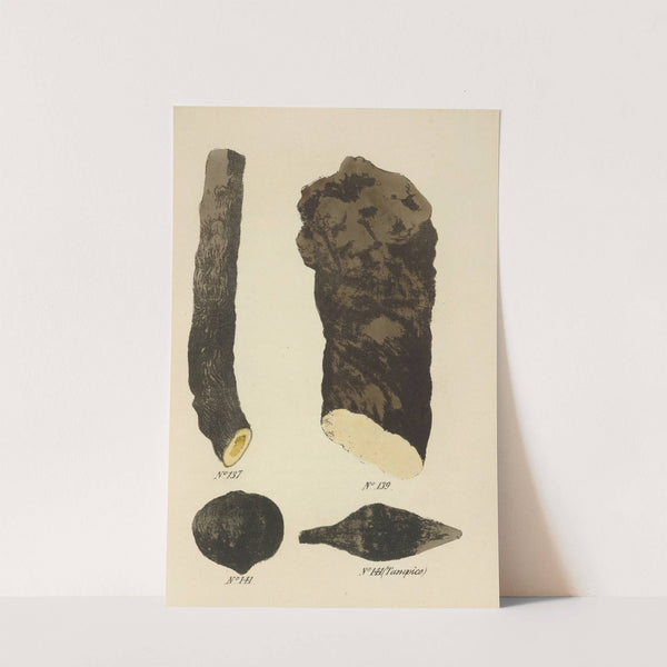 A Manual of Vegetable Materia Medica Pl.03 by George Sampson Valentine Wills