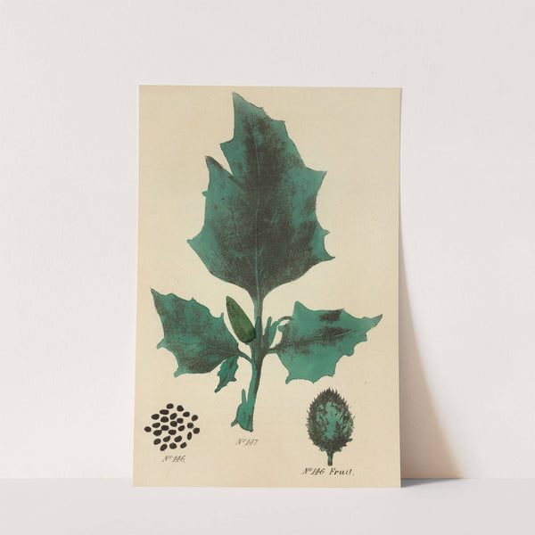 A Manual of Vegetable Materia Medica Pl.05 by George Sampson Valentine Wills