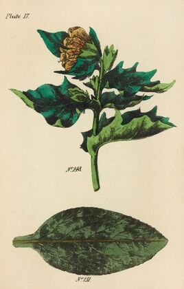 A Manual of Vegetable Materia Medica Pl.06