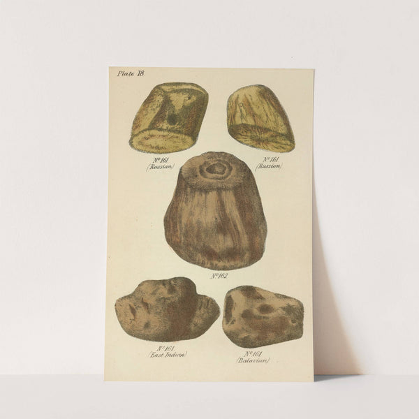 A Manual of Vegetable Materia Medica Pl.07 by George Sampson Valentine Wills