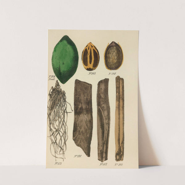 A Manual of Vegetable Materia Medica Pl.08 by George Sampson Valentine Wills