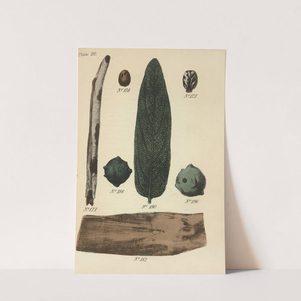 A Manual of Vegetable Materia Medica Pl.09 by George Sampson Valentine Wills